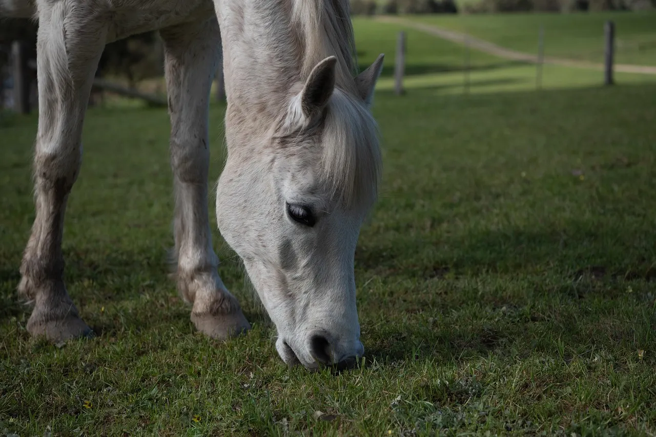 A grey pony with a pale mane grazing short green grass, a post and wire fence behind it.
