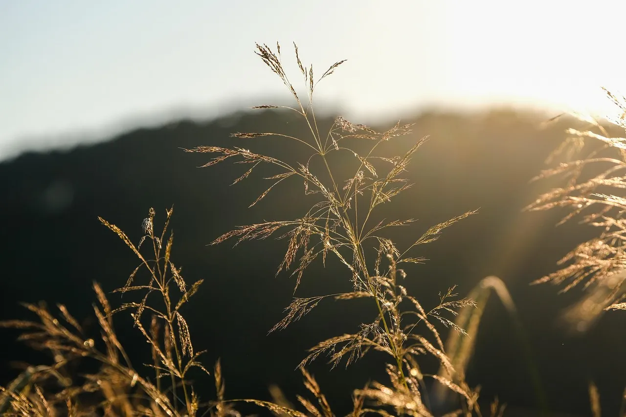 Seed heads of a tall dry grass, lit from behind by a low sun against a dark hillside.