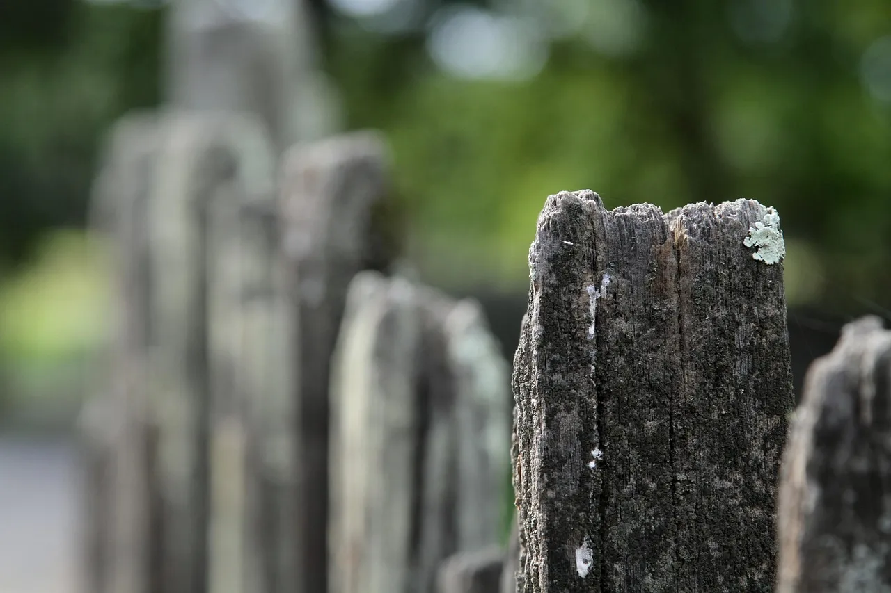 Close view of the split, lichen-spotted top of an old grey timber fence post, with a row of blurred posts behind it.