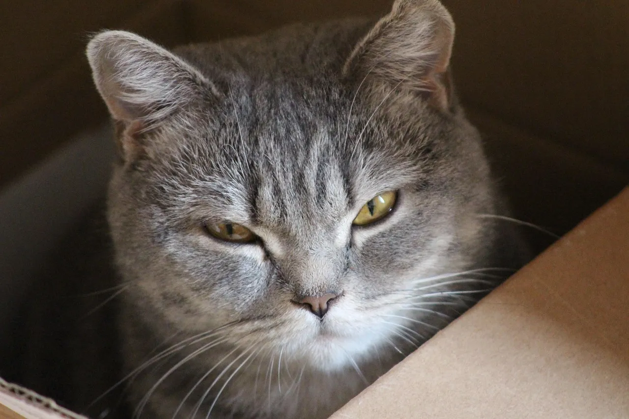 A grey tabby cat with amber eyes sitting low inside an open cardboard box.