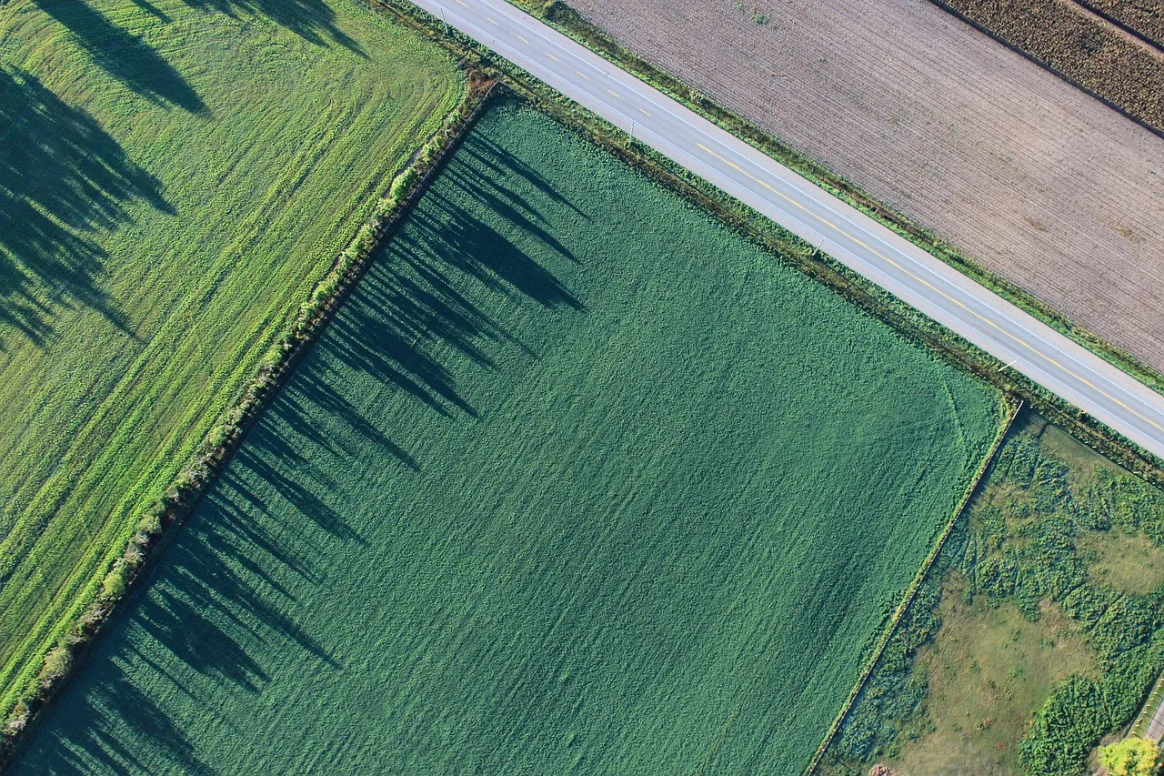 Fields and a road seen from directly above, with long tree shadows falling across a green paddock
