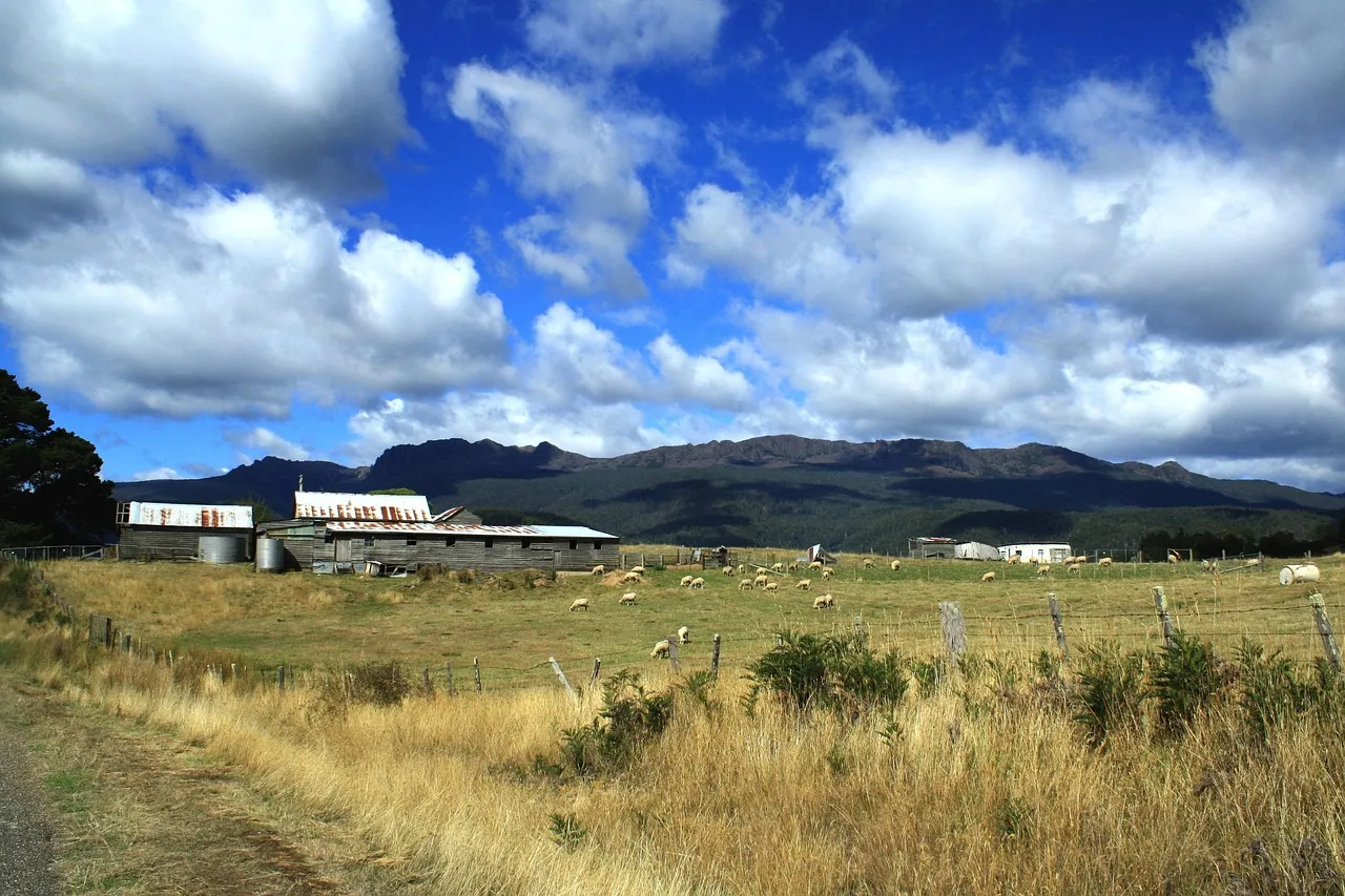 A group of old farm sheds with weathered timber walls and rusting corrugated iron roofs, round water tanks beside them, behind a wire fence. Sheep graze the paddock in front and a range of hills rises behind under a cloudy sky.