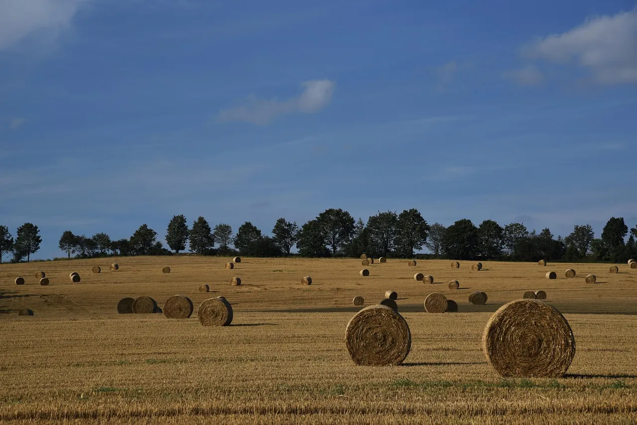 Round hay bales scattered across a cut paddock, with a line of trees on the rise behind under a blue sky.