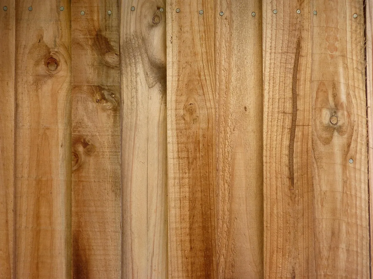 Close view of new, unpainted timber palings standing side by side, knots and grain showing, with a row of nail heads near the top of each board.