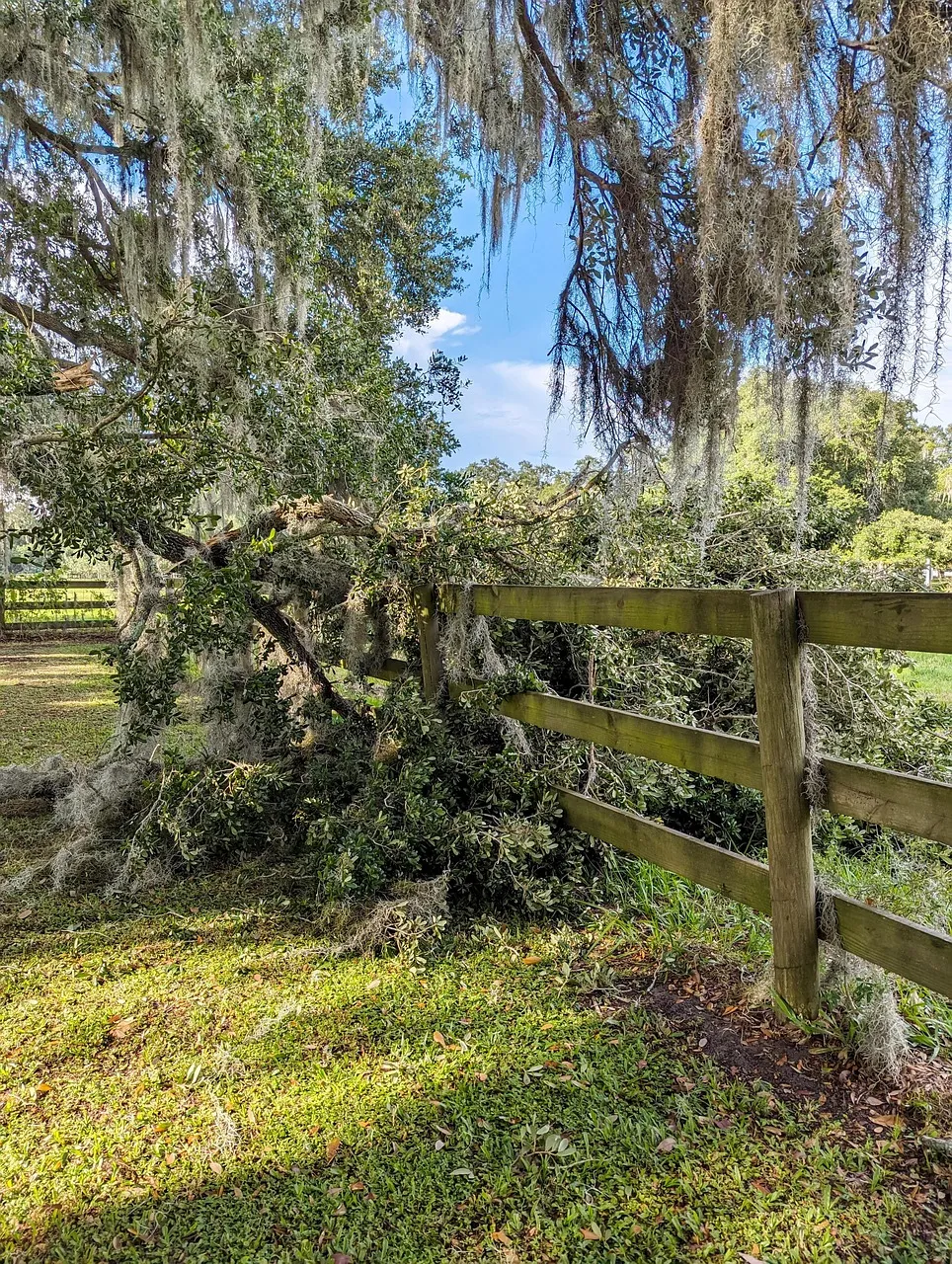 A large tree limb has come down across a three-rail timber fence in a grassy paddock, with leaves and branches piled against the rails.