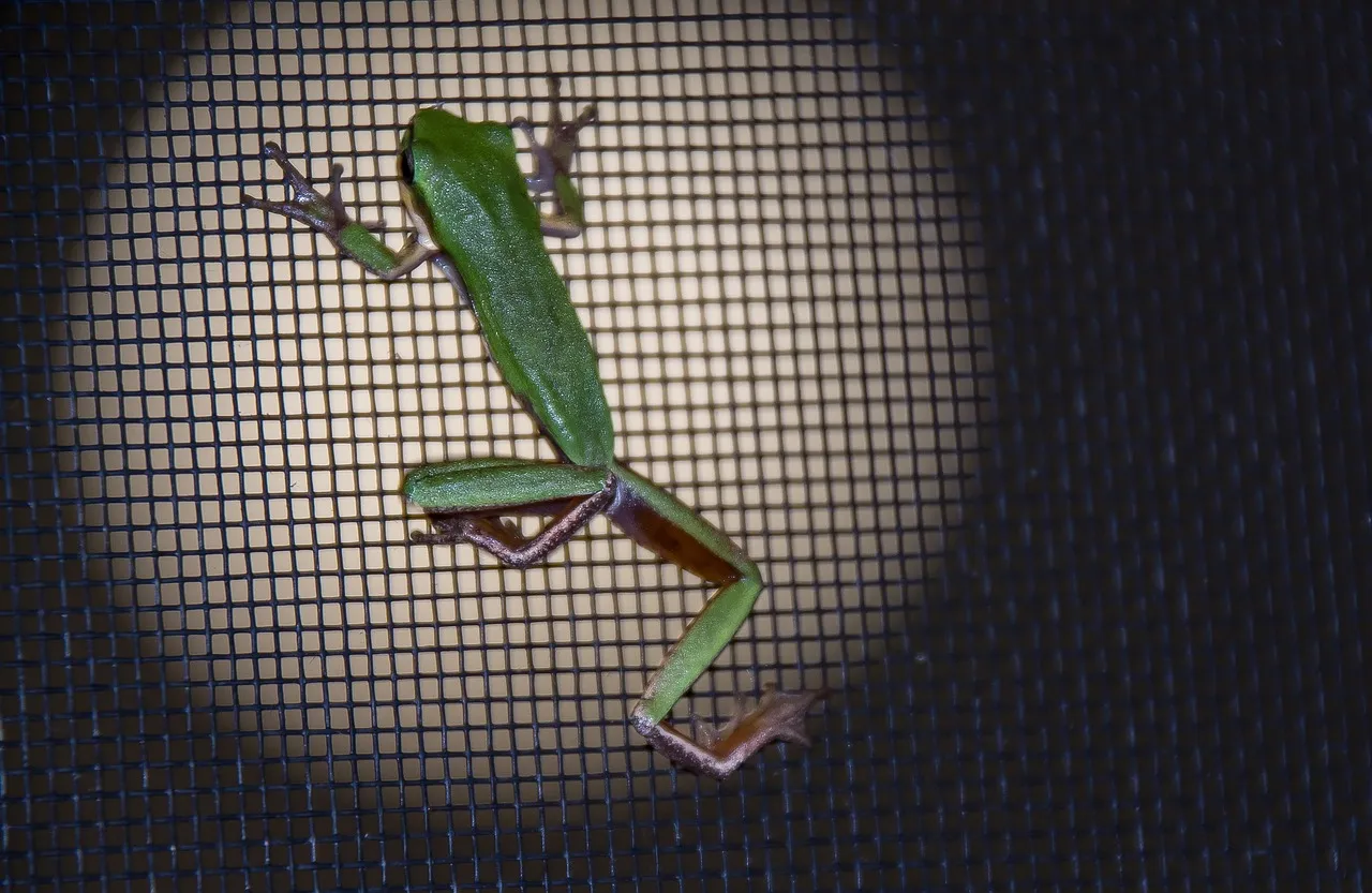 A small green frog climbing a black insect screen at night, lit from behind so the square mesh shows clearly