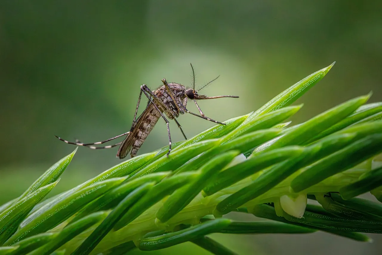 A mosquito with banded legs resting on the tip of a green shoot, against a soft green background