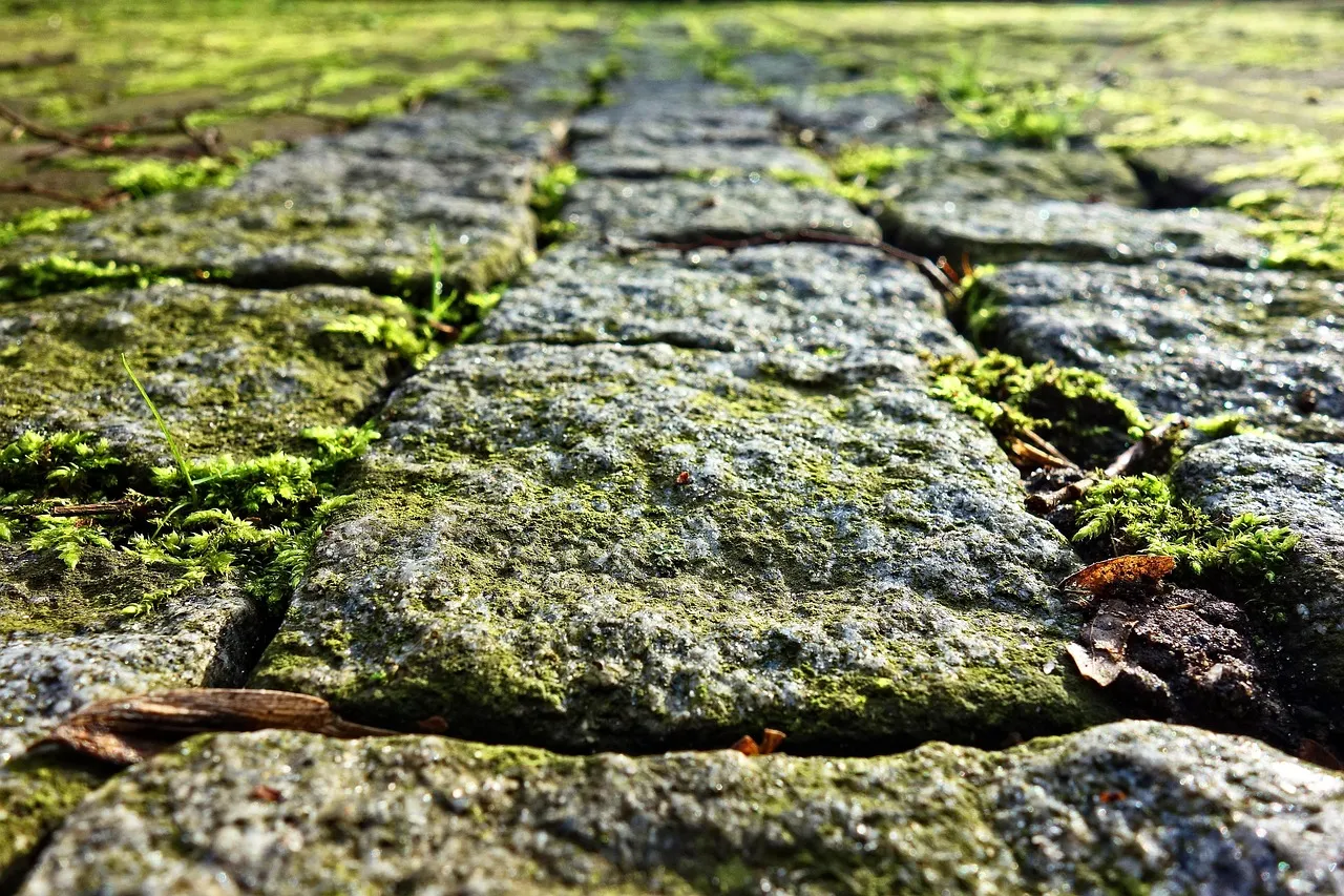 Close view of worn granite paving stones with bright green moss growing in the joints and a few dry leaves.