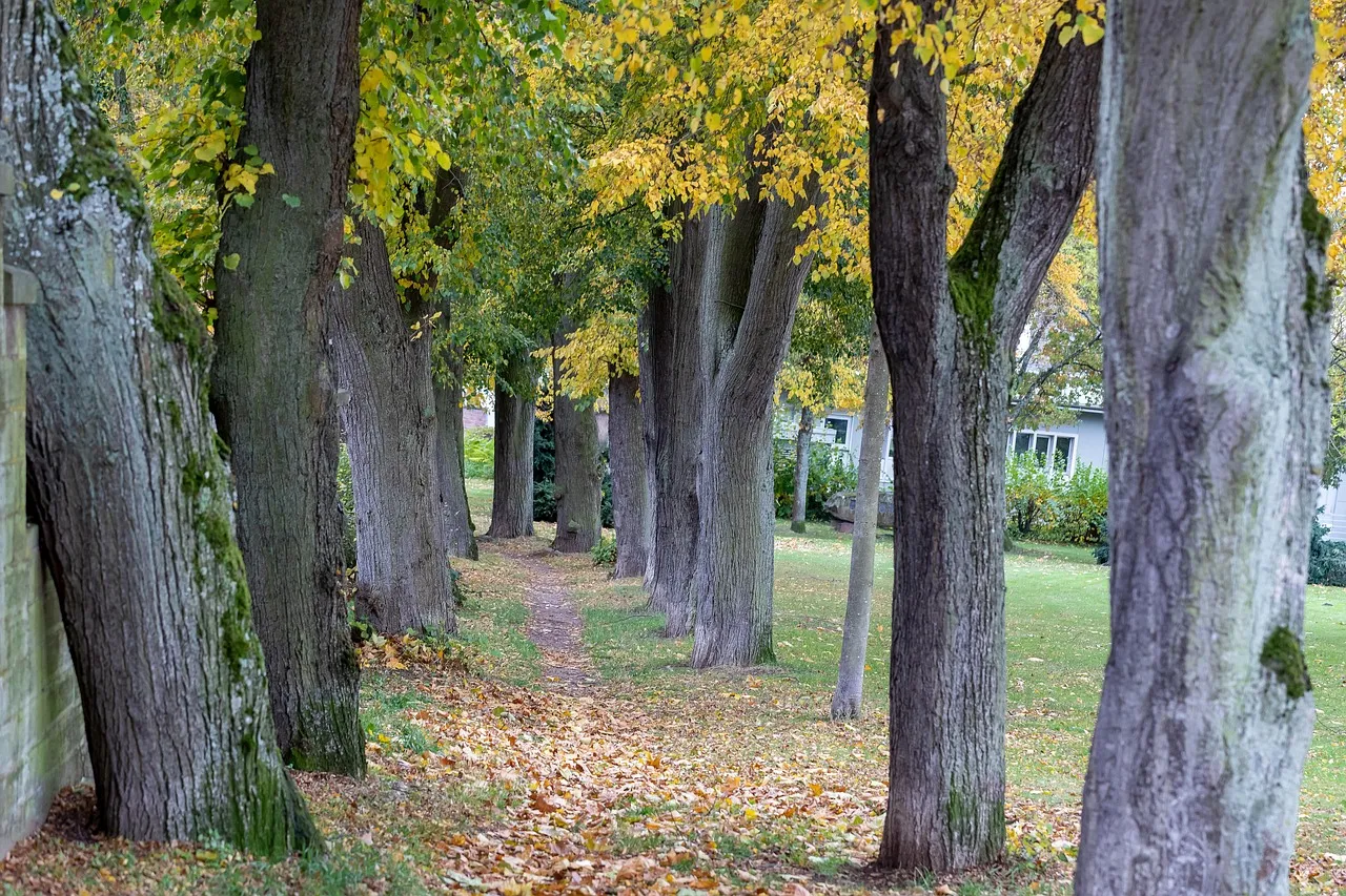 A row of old, moss-marked tree trunks beside a narrow path covered in fallen yellow leaves, with lawn beyond.