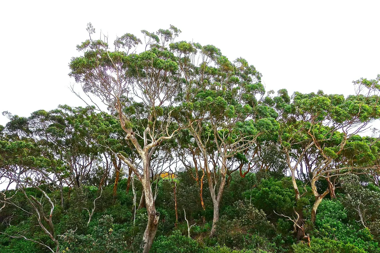 Pale-trunked eucalypts rising above dense green native scrub under a white sky
