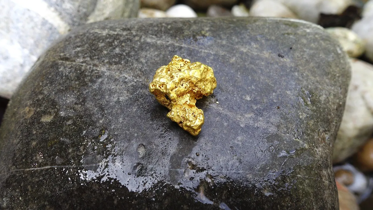 A small, rough gold nugget resting on a wet, dark river stone