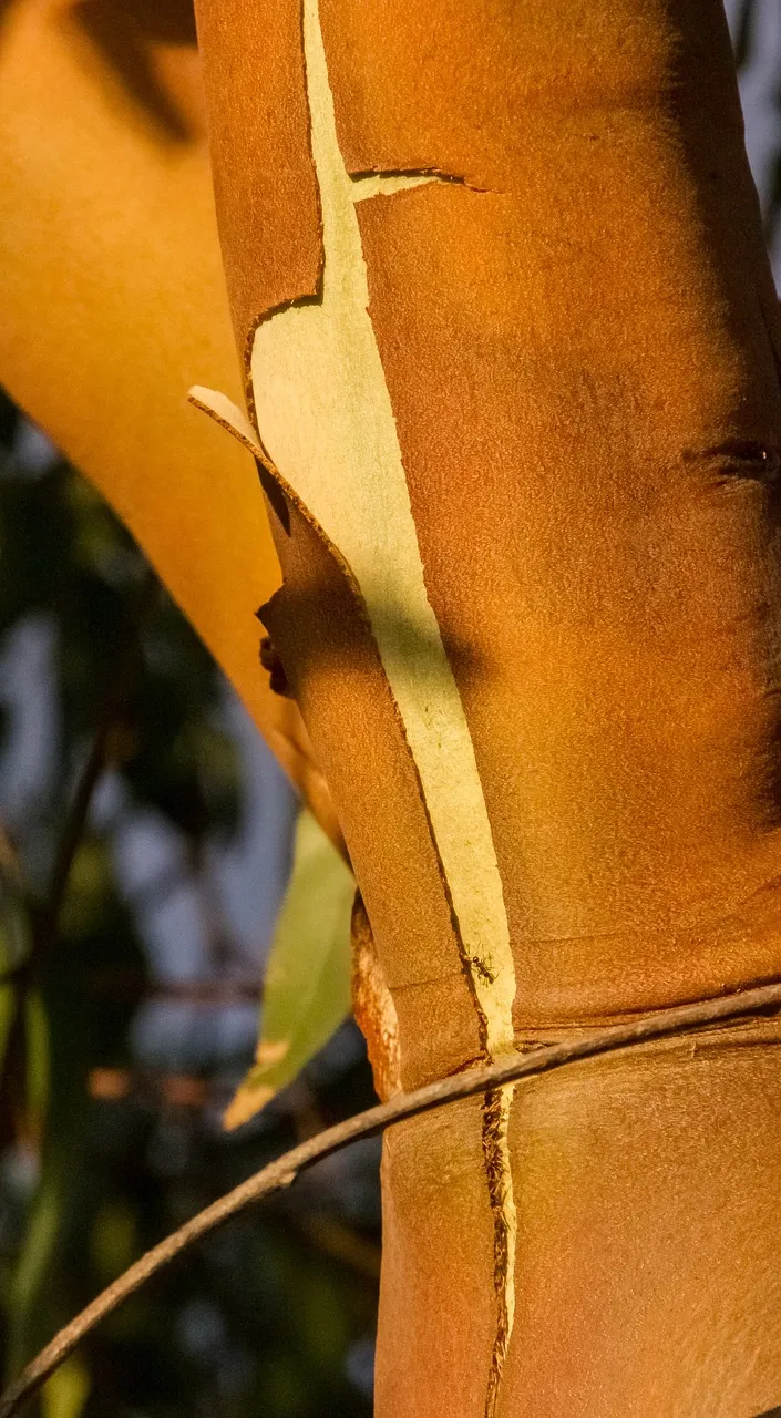 Close view of a smooth orange gum-tree trunk, its bark peeling away in a pale strip, lit by low sun