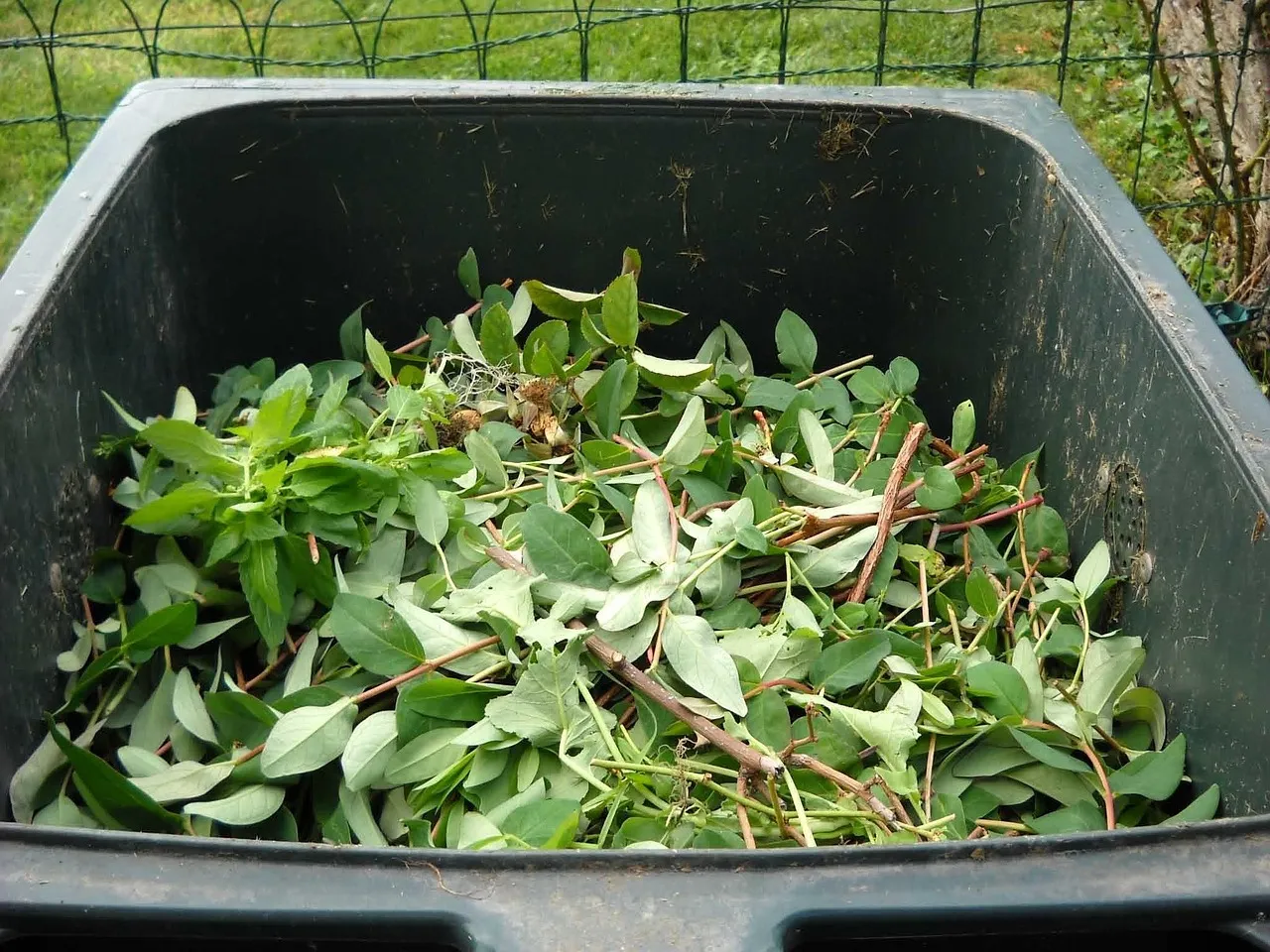 Looking down into a dark green wheelie bin holding fresh leafy garden cuttings and a few twigs, with lawn and a wire fence behind.