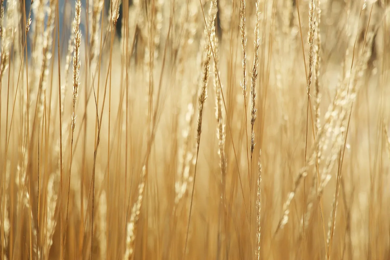 Close-up of tall, dry, golden grass stems with seed heads, lit by low sun.