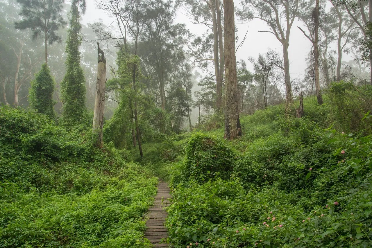 A narrow boardwalk track running between green undergrowth into a misty stand of tall gum trees