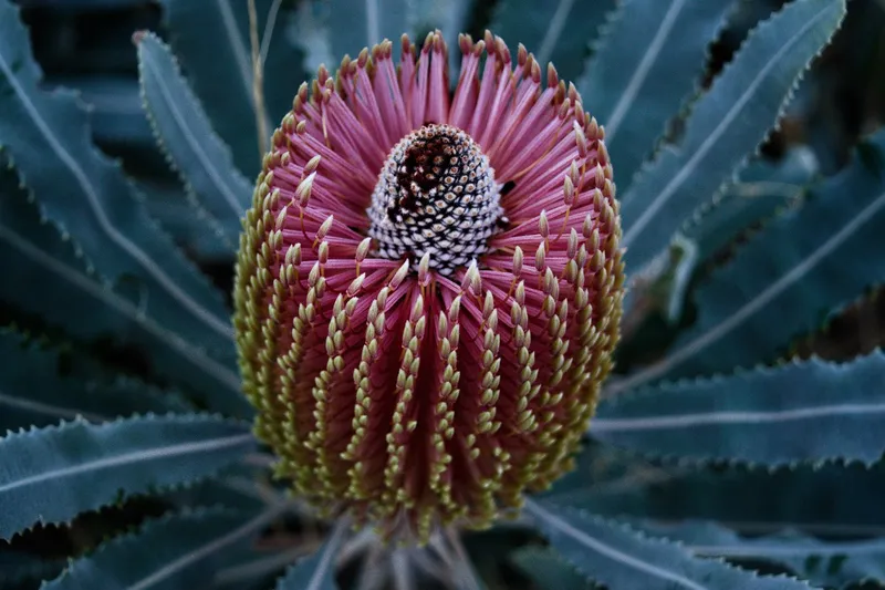 A banksia flower spike seen from above, pink and cream, ringed by long blue-green saw-toothed leaves.