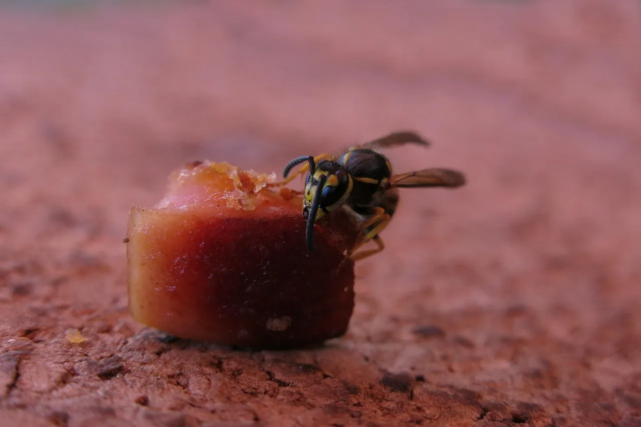 A yellow and black wasp with black antennae standing on a small cube of red meat on a rough reddish surface.