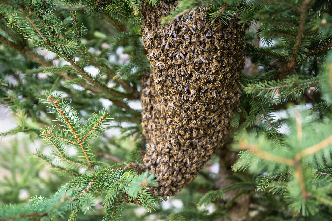 A long, hanging cluster of thousands of honey bees among the needles of a conifer branch.