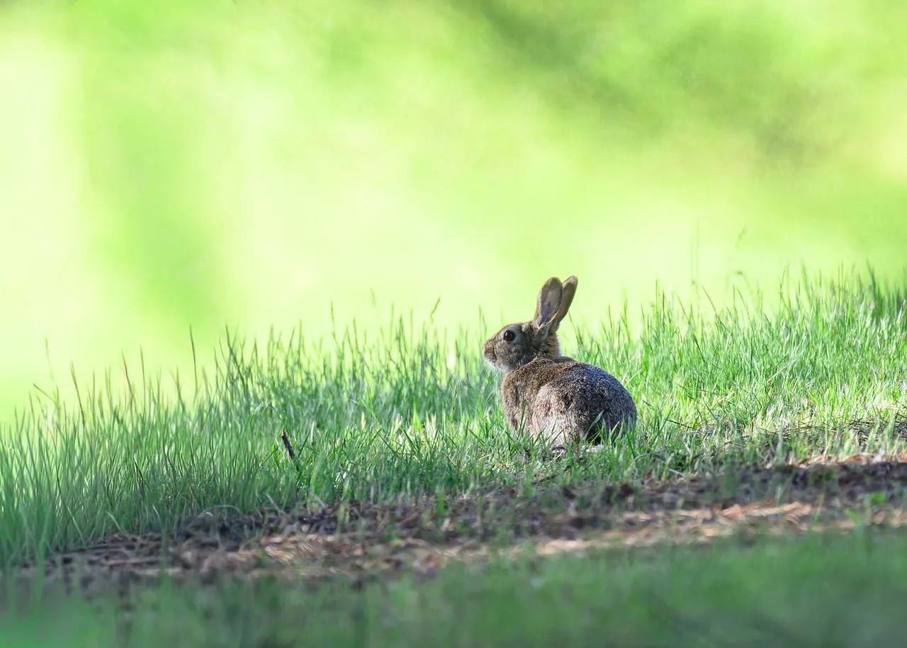 A grey-brown rabbit sitting in short green grass at the edge of a bare patch of earth, seen from behind with its head turned.