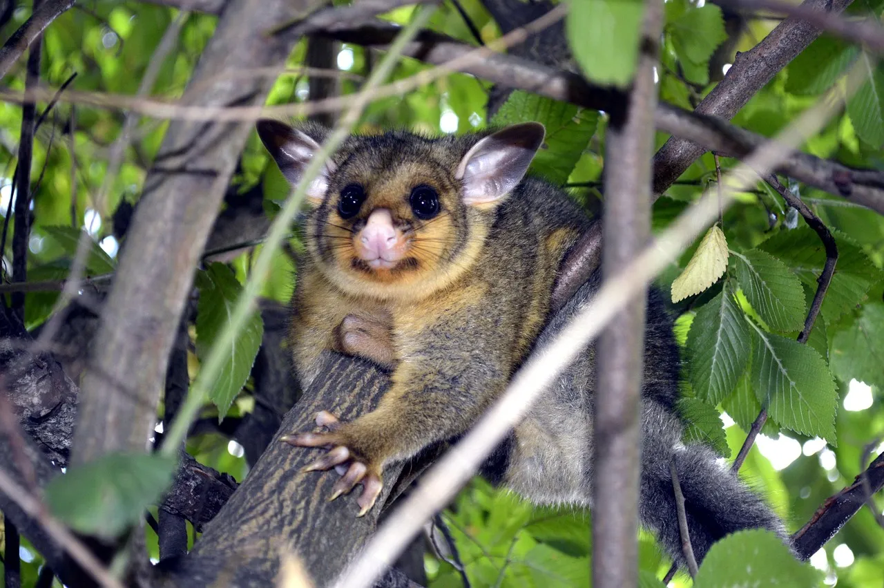A brush-tailed possum with large ears and a pink nose, gripping a branch among green leaves