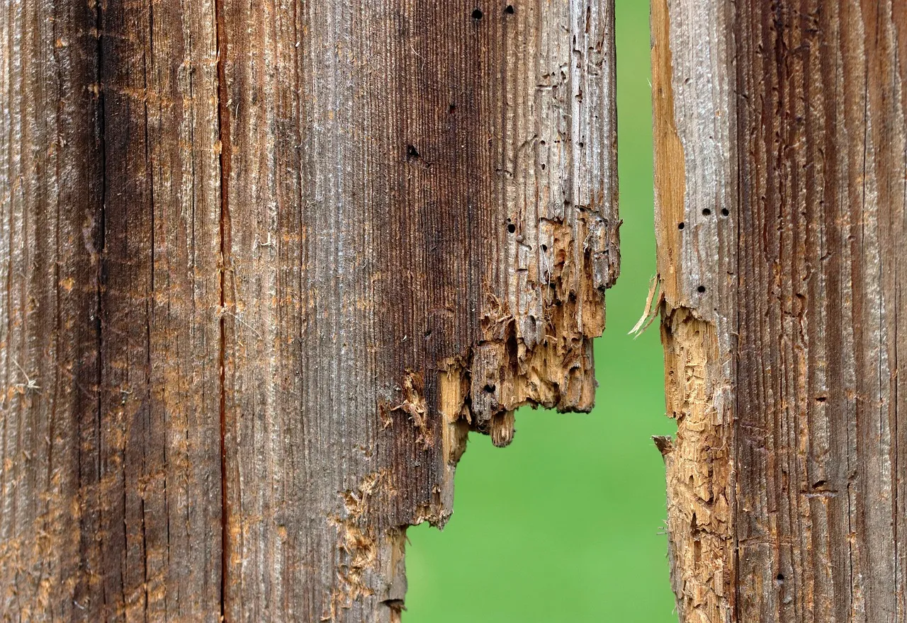 Close view of two weathered timber boards with scattered small round holes and a broken, crumbling edge between them