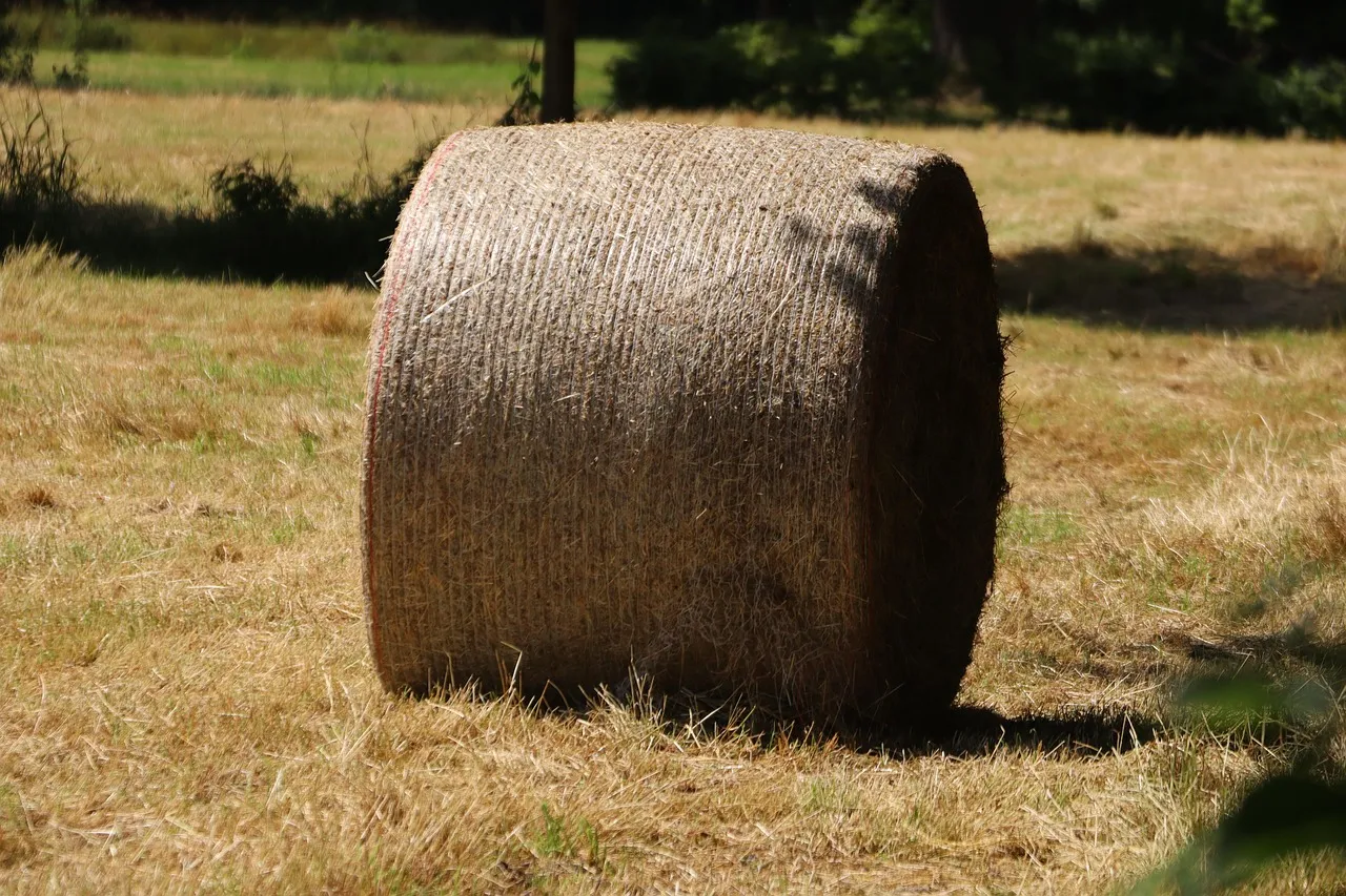 A single round hay bale sitting in a cut, sun-dried paddock with trees behind it.