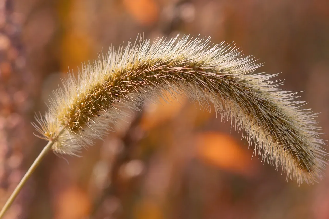 A close view of a bristly grass seed head arching against a blurred autumn background.