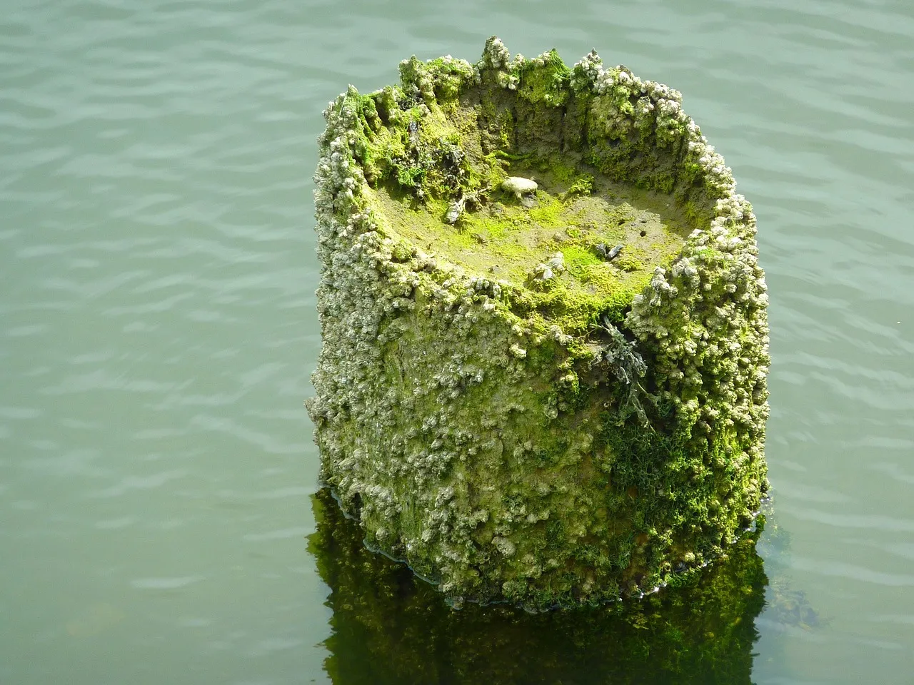 The top of an old pile standing in calm water, its sides crusted with barnacles and green weed.