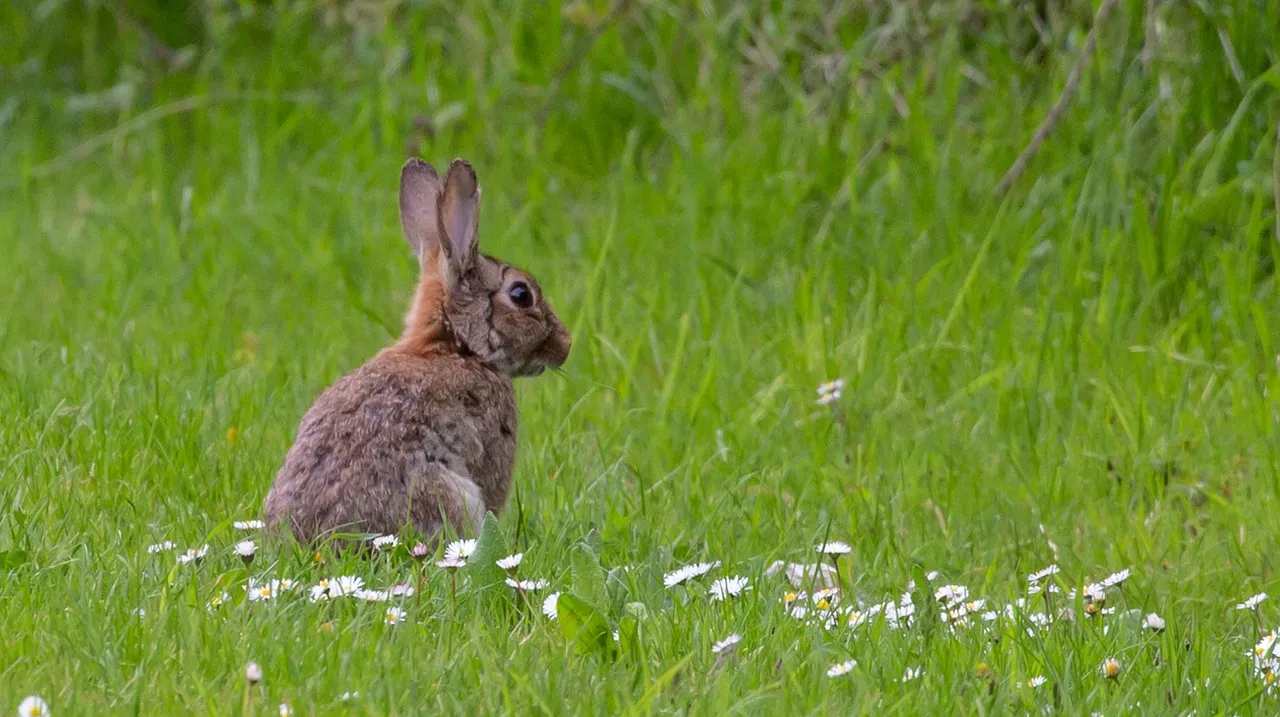 A brown wild rabbit sitting up in long green grass scattered with small white daisies.