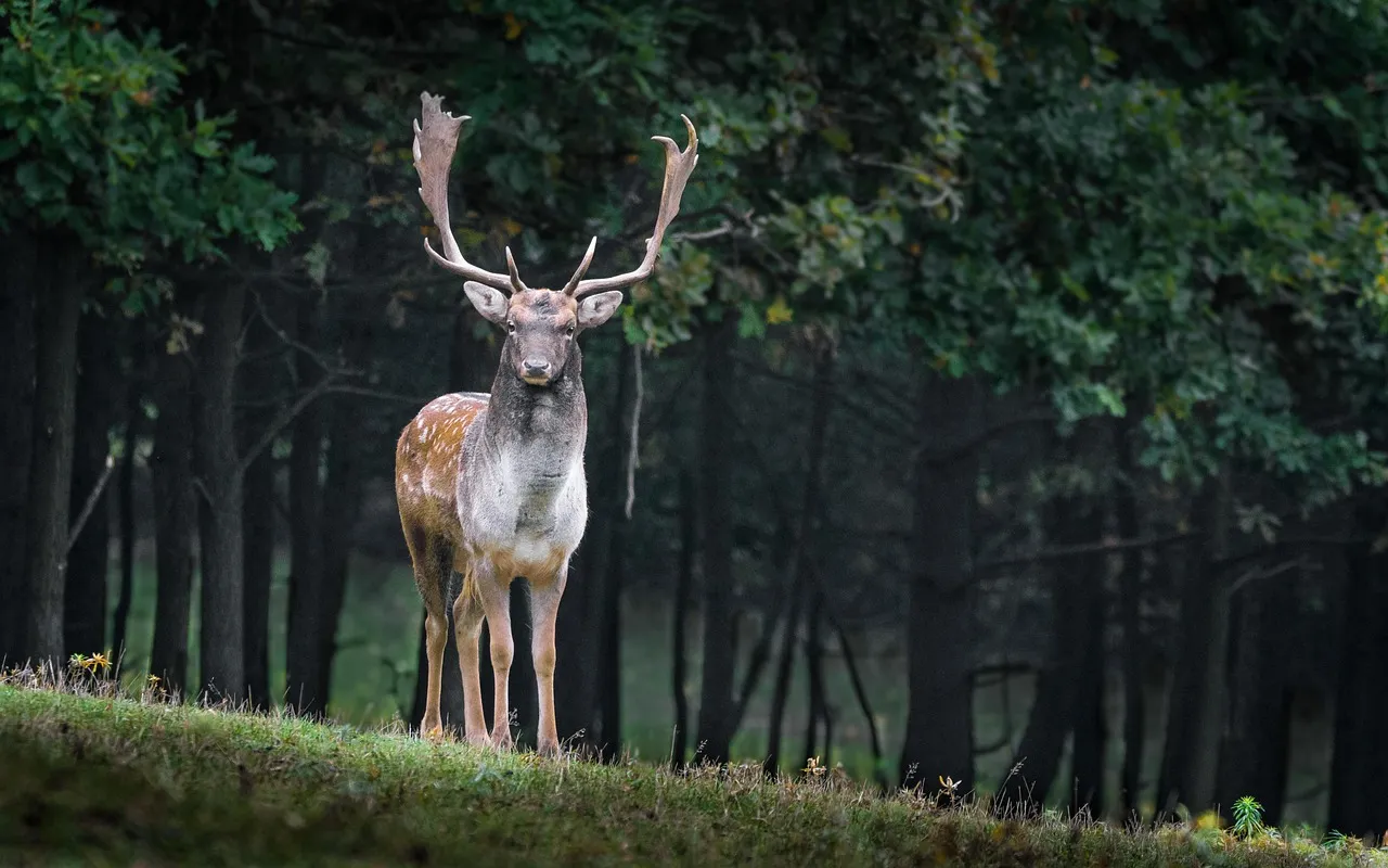 A fallow deer stag with broad, flattened antlers and a spotted coat standing on a grassy bank in front of dark woodland.