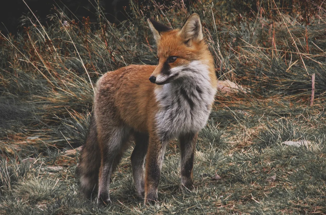 A red fox with an orange coat and pale grey chest standing in dry grass, looking to one side.