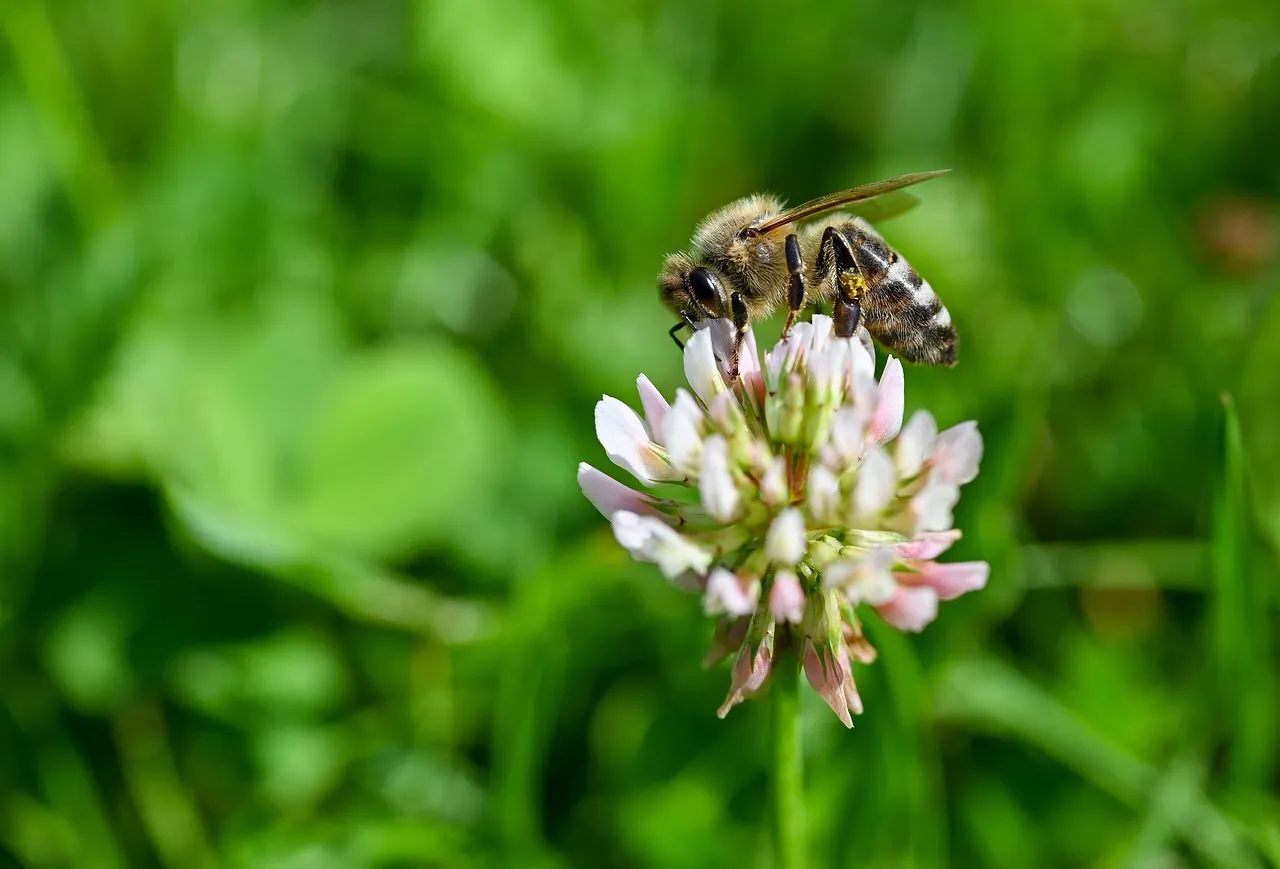A bee feeding on a white and pink clover flower, with grass blurred behind it