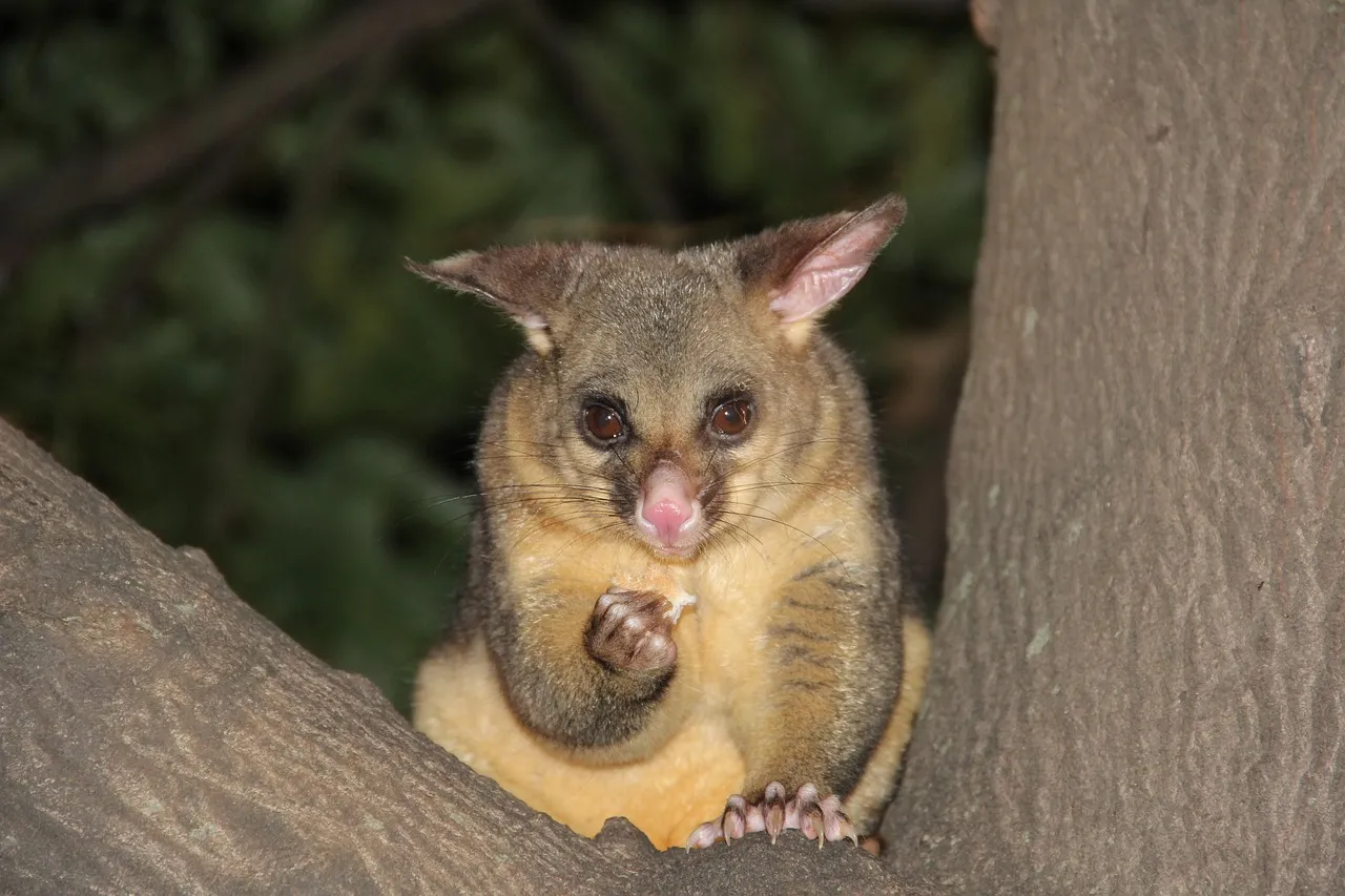 A brushtail possum with large pointed ears and a pink nose, sitting in the fork of a tree at night.