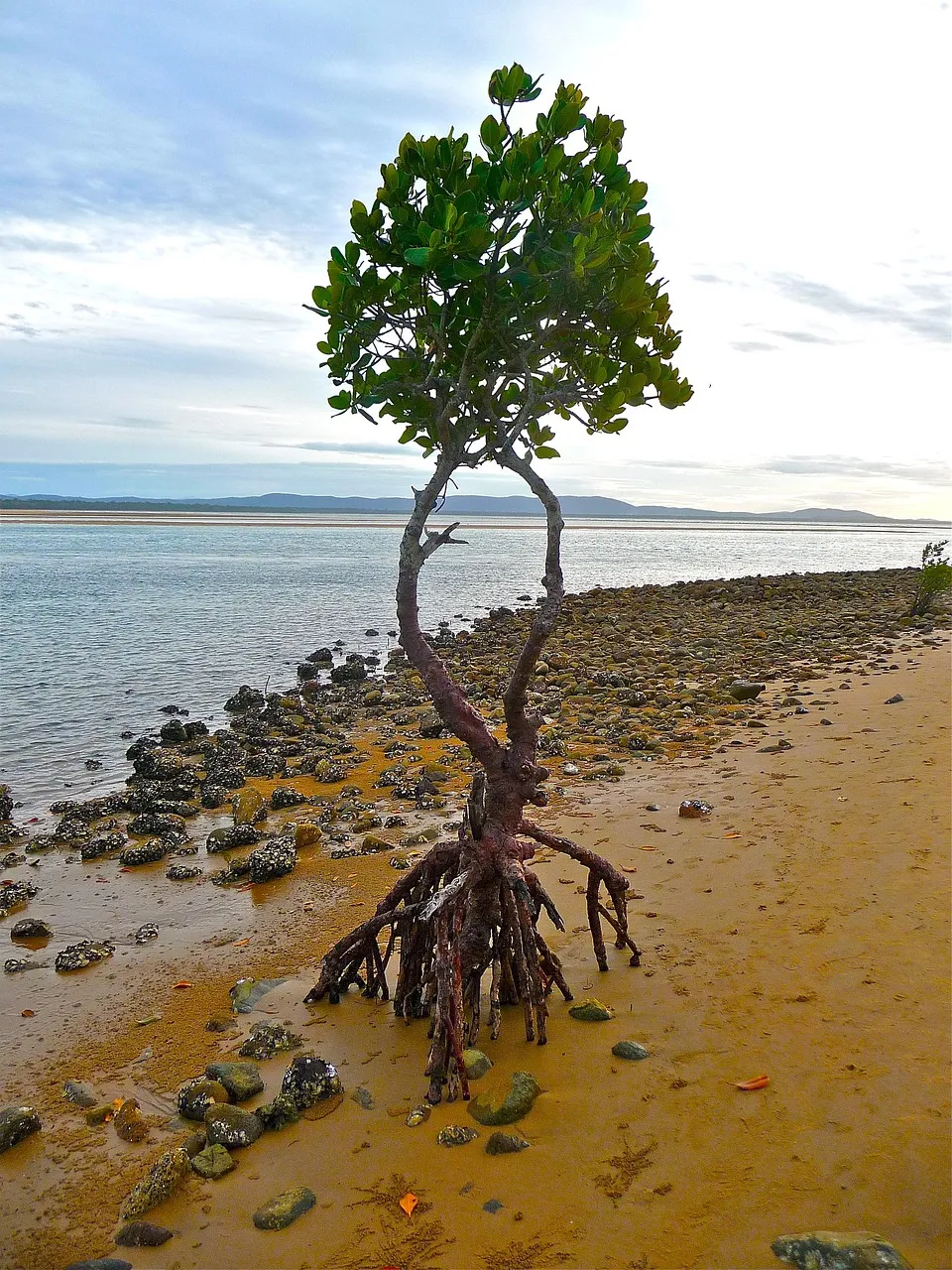 A single young mangrove standing on its own tangle of roots on a sandy, stony shore at low tide, with calm water and low hills behind.