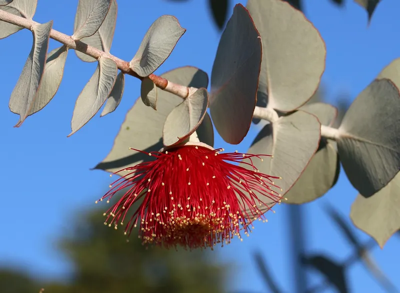 Grey-green eucalyptus leaves on a pale branch, with a single red gum blossom hanging below against a blue sky.