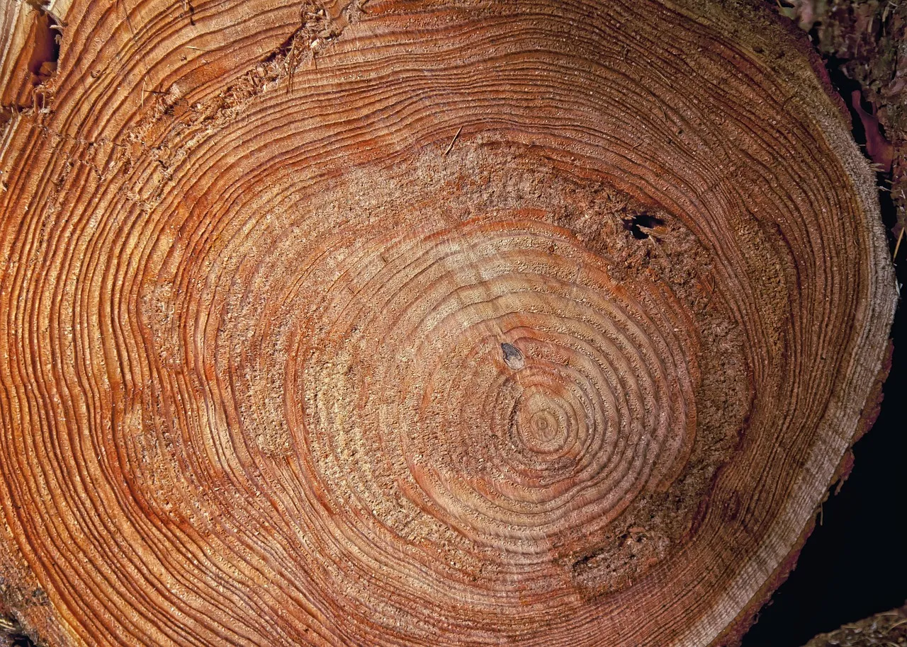 The sawn end of a log seen from above: pale rings around the pith in the middle, closer, darker rings toward the bark at the edge.