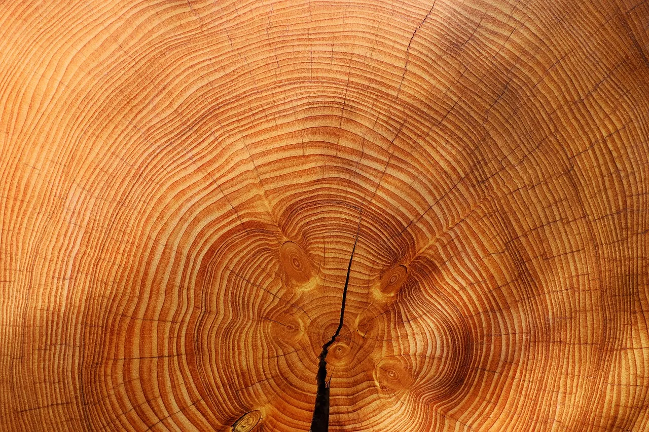Close view of the sawn end of a log: fine orange growth rings around the centre, bent around small knots, with a dark drying crack running down from the middle.