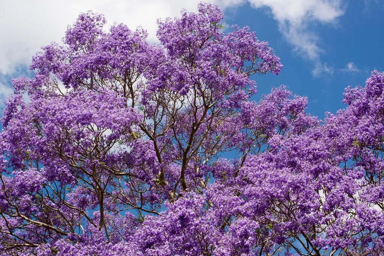 The crown of a jacaranda tree in full purple flower against a blue sky with white cloud.