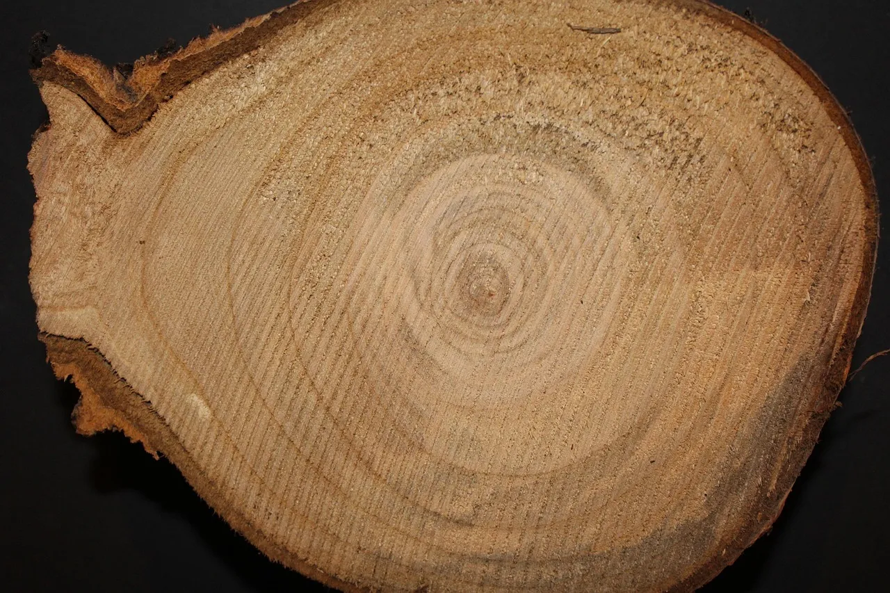 A sawn slice of a small log on a black background, showing growth rings around the centre and a ragged edge of bark