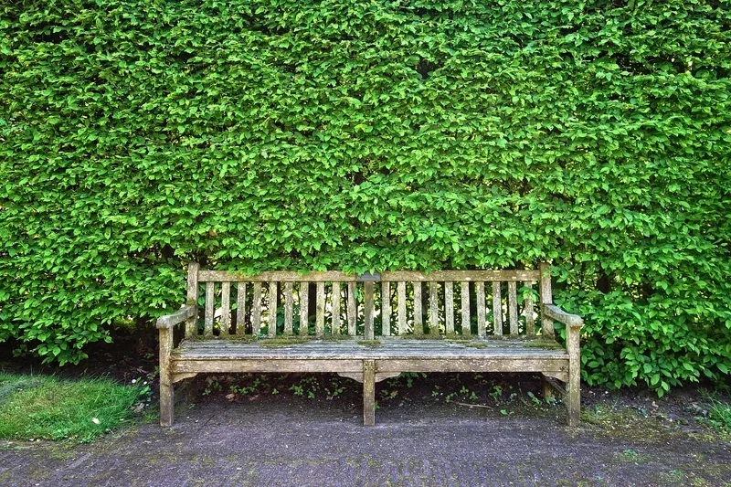An empty weathered wooden bench on a gravel path, set against a tall clipped green hedge