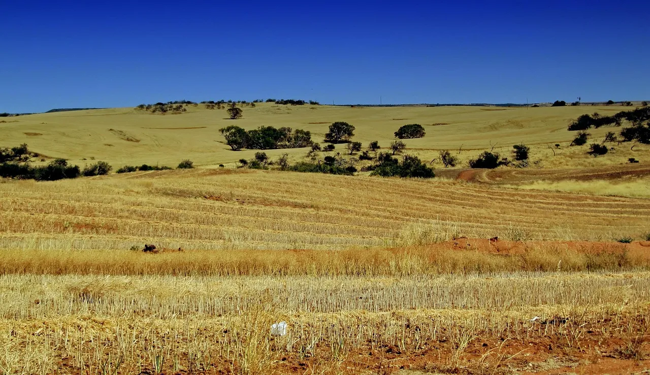 Rows of pale cereal stubble on red soil, rising to a golden paddock with scattered dark trees under a clear blue sky