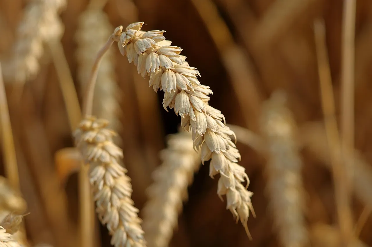 A single ripe ear of wheat bending on its stem, other ears blurred behind it